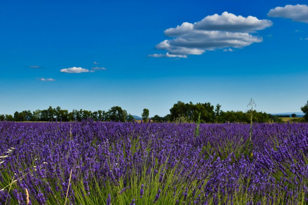 lavandes du verdon