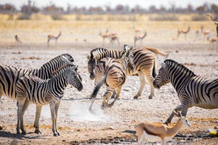 Namibie hors des sentiers battus : une immersion exclusive avec Hors Pistes Voyages