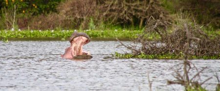 Explorer la faune exceptionnelle du lac Naivasha au Kenya
